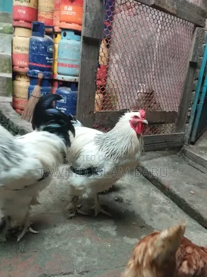 American Light Brahma