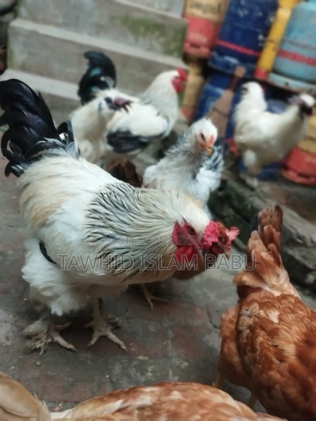 American Light Brahma
