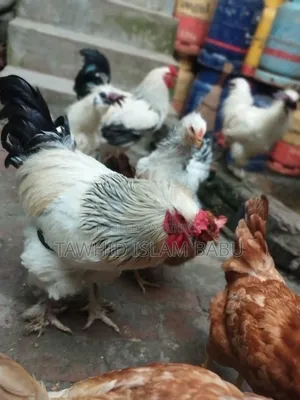 American Light Brahma
