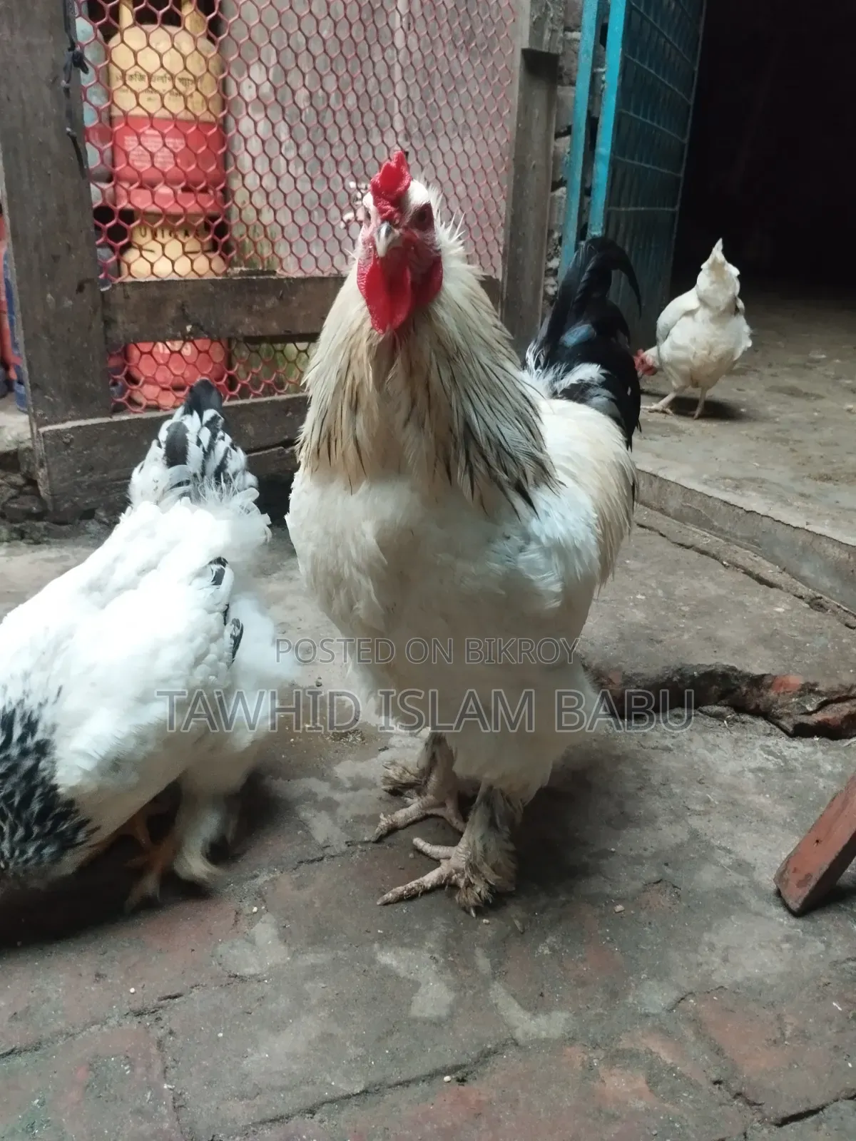 American Light Brahma