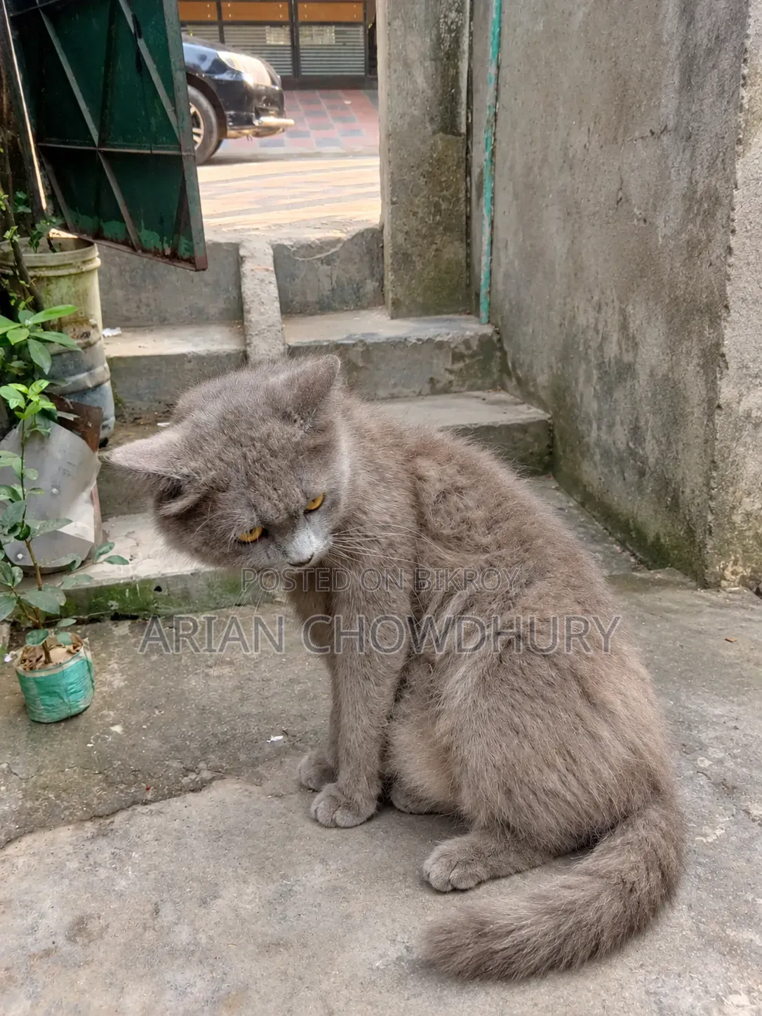 6-12 months Male Purebred Persian
