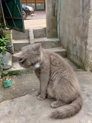 6-12 months Male Purebred Persian