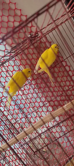 Breeding Pair