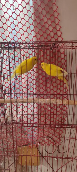 Breeding Pair