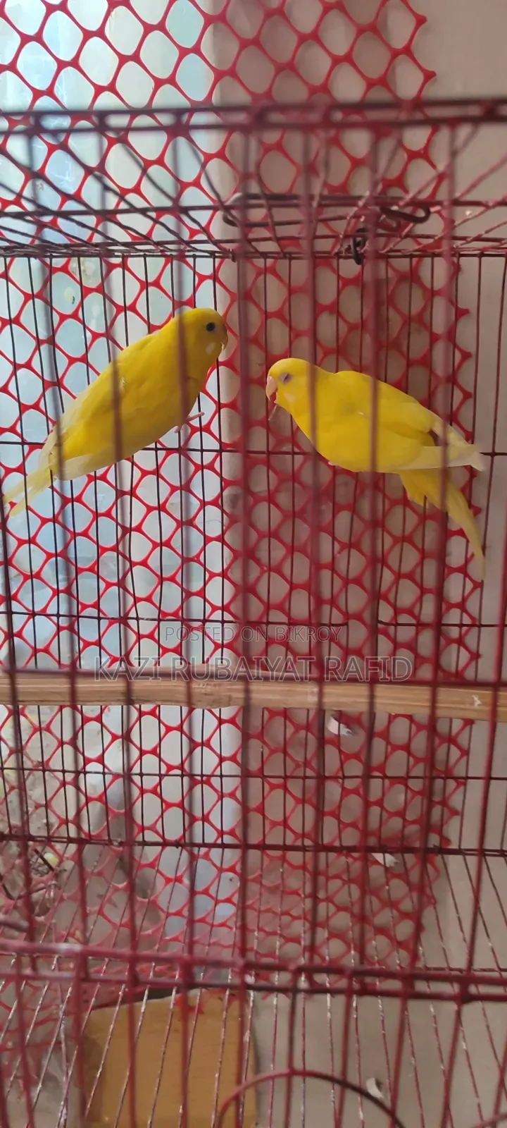 Breeding Pair