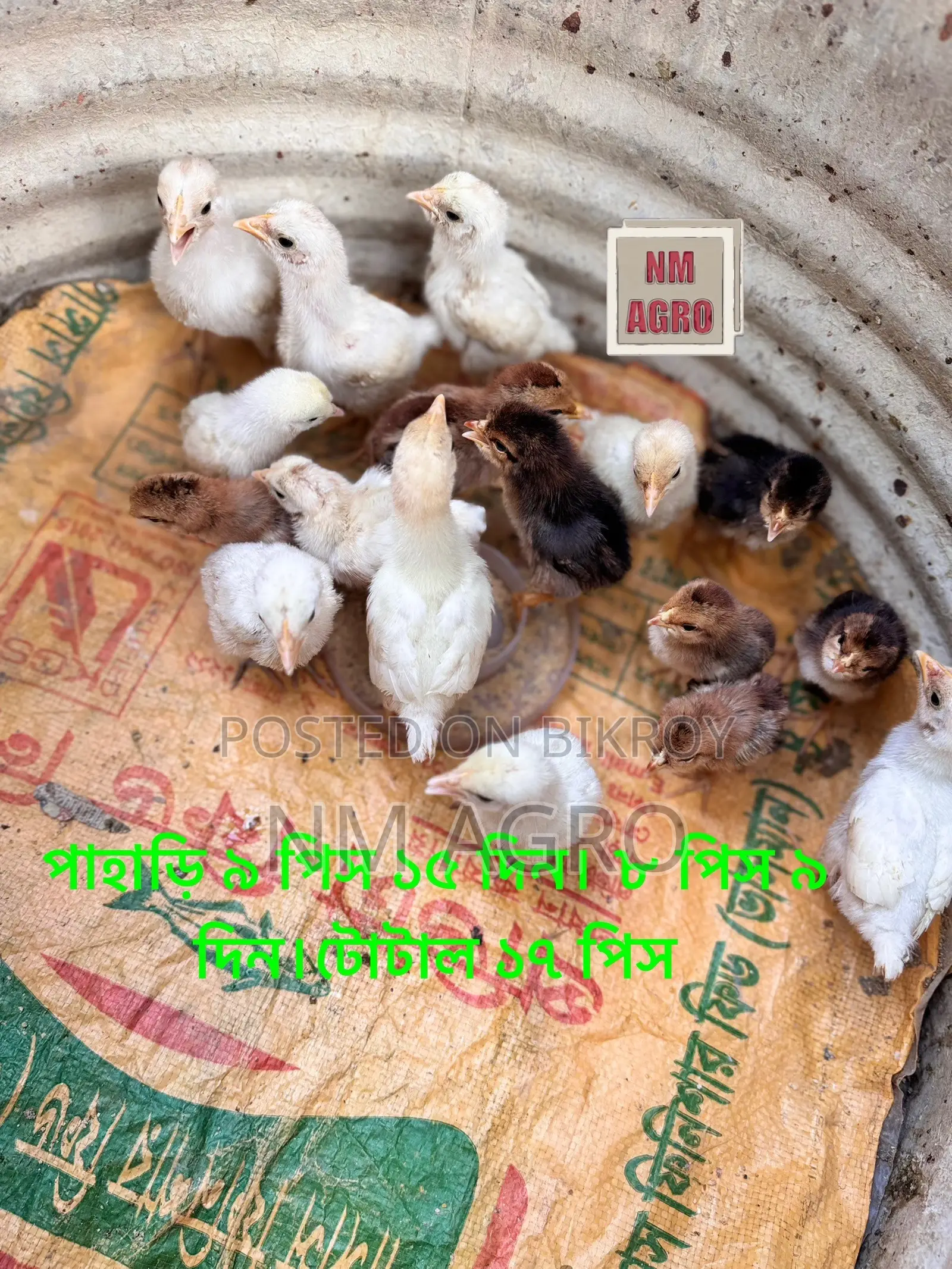 দেশি এবং পাহাড়ি মুরগির বাচ্চা