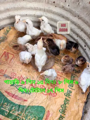 দেশি এবং পাহাড়ি মুরগির বাচ্চা