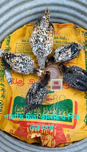 দেশি এবং পাহাড়ি মুরগির বাচ্চা
