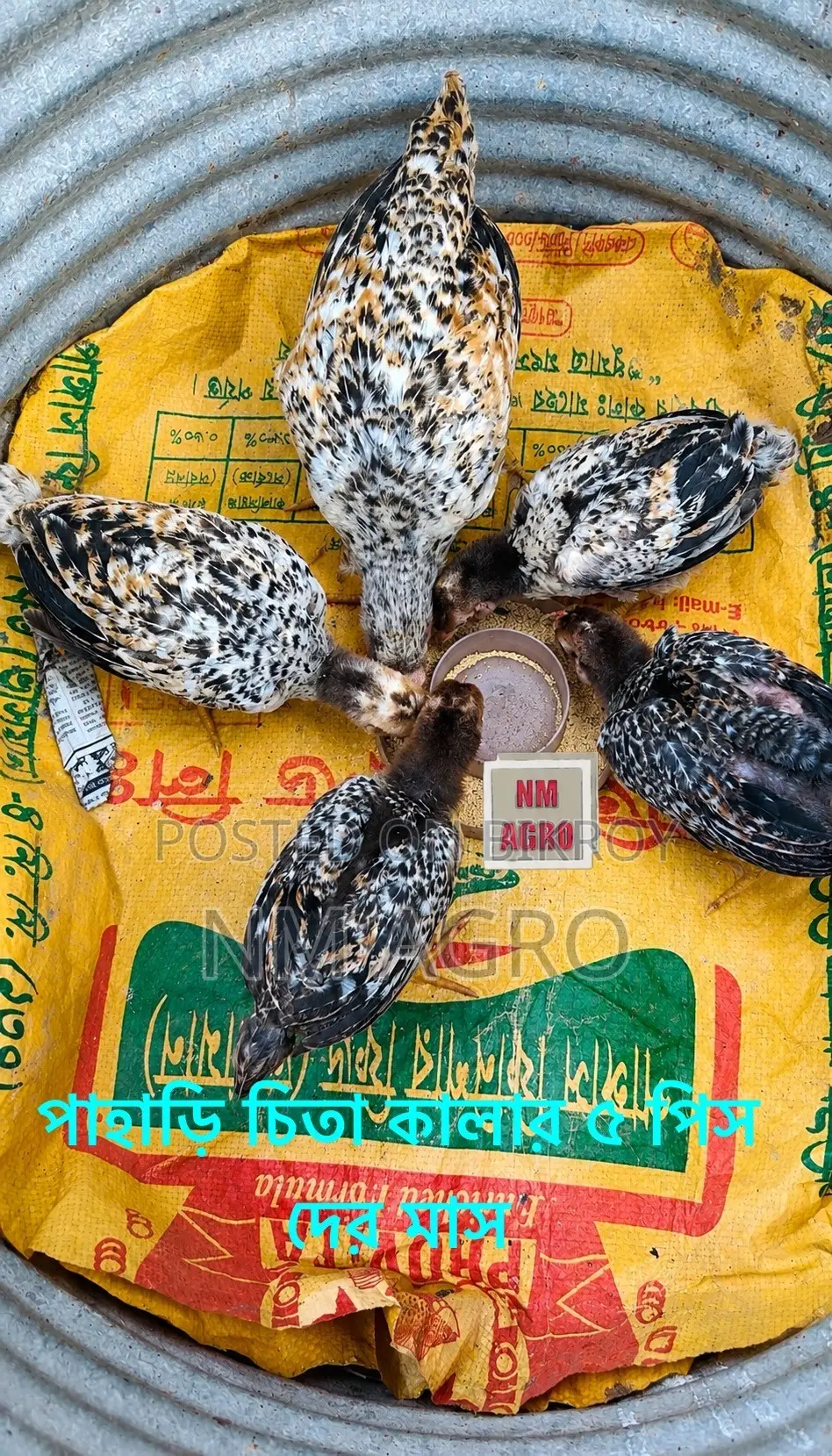 দেশি এবং পাহাড়ি মুরগির বাচ্চা