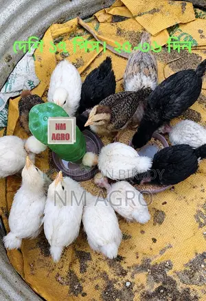 দেশি এবং পাহাড়ি মুরগির বাচ্চা