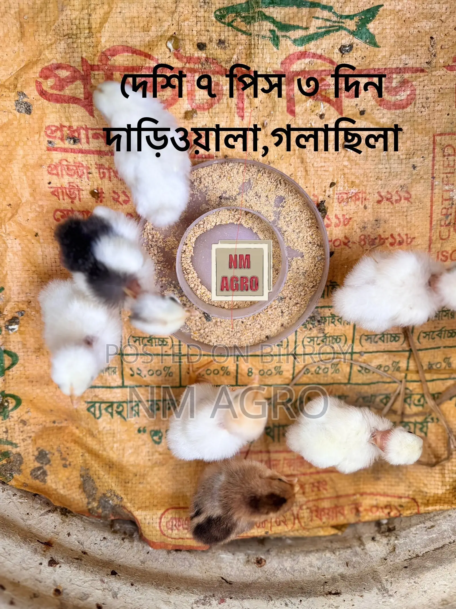 দেশি এবং পাহাড়ি মুরগির বাচ্চা