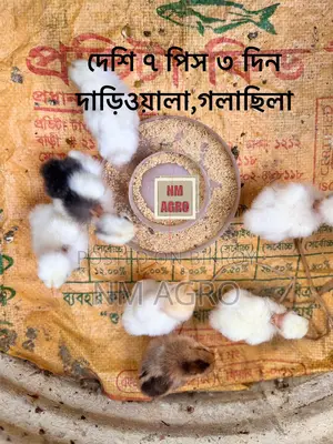 দেশি এবং পাহাড়ি মুরগির বাচ্চা