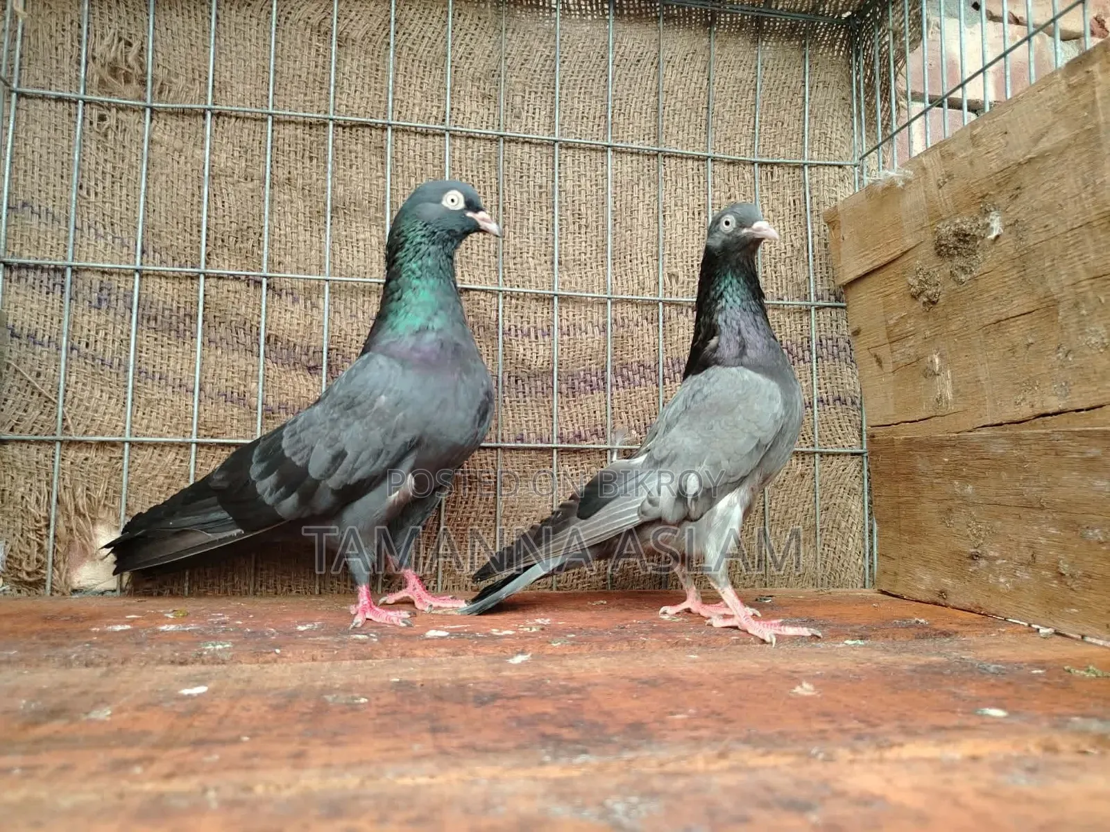রানিং কবুতর
