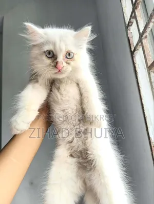 1-3 months Male Purebred Mongrel (No Breed)