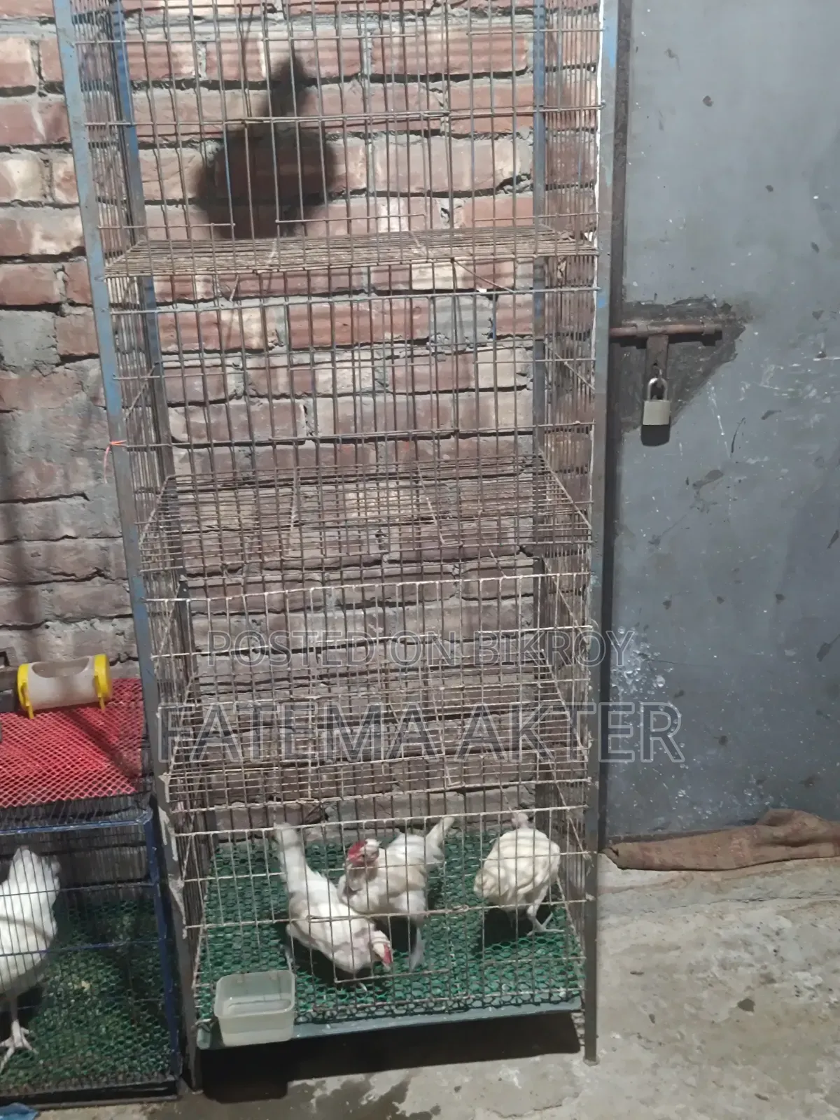 4 Compartment Pigeon Cage for Sale