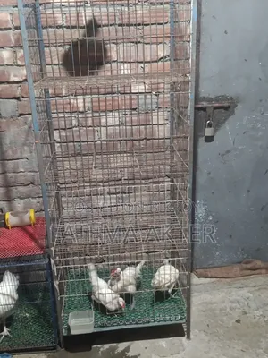 4 Compartment Pigeon Cage for Sale