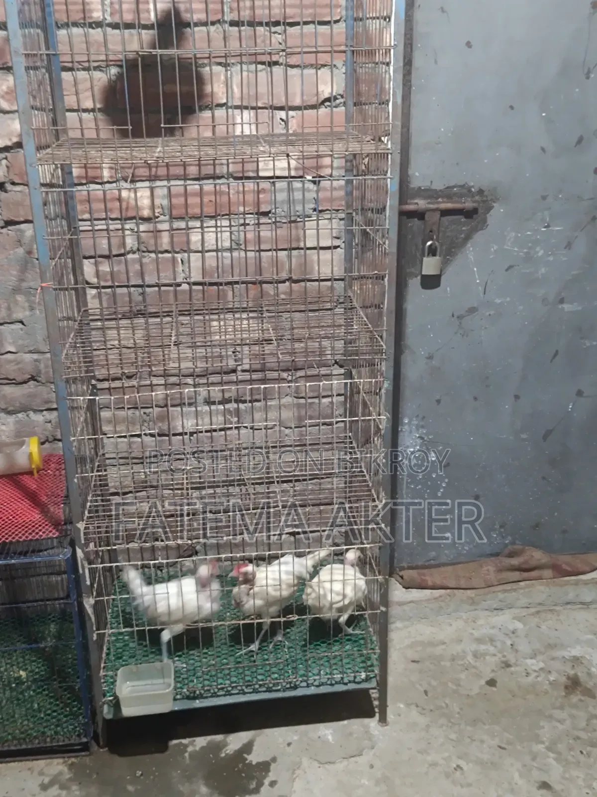 4 Compartment Pigeon Cage for Sale