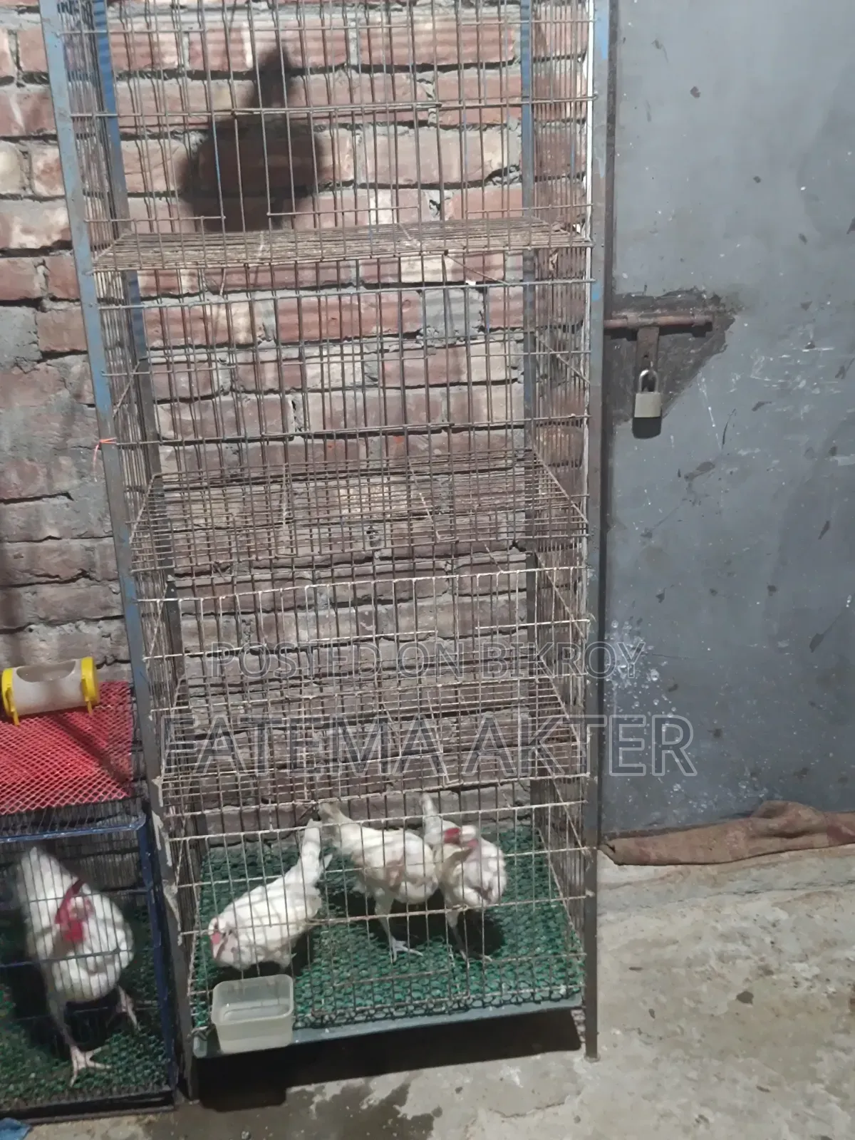 4 Compartment Pigeon Cage for Sale