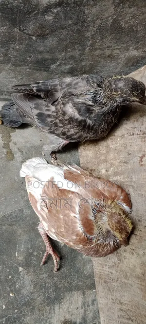 Pigeon squabs ready for eating