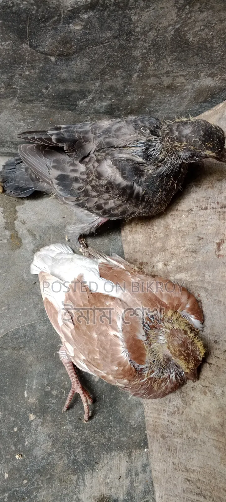 Pigeon squabs ready for eating