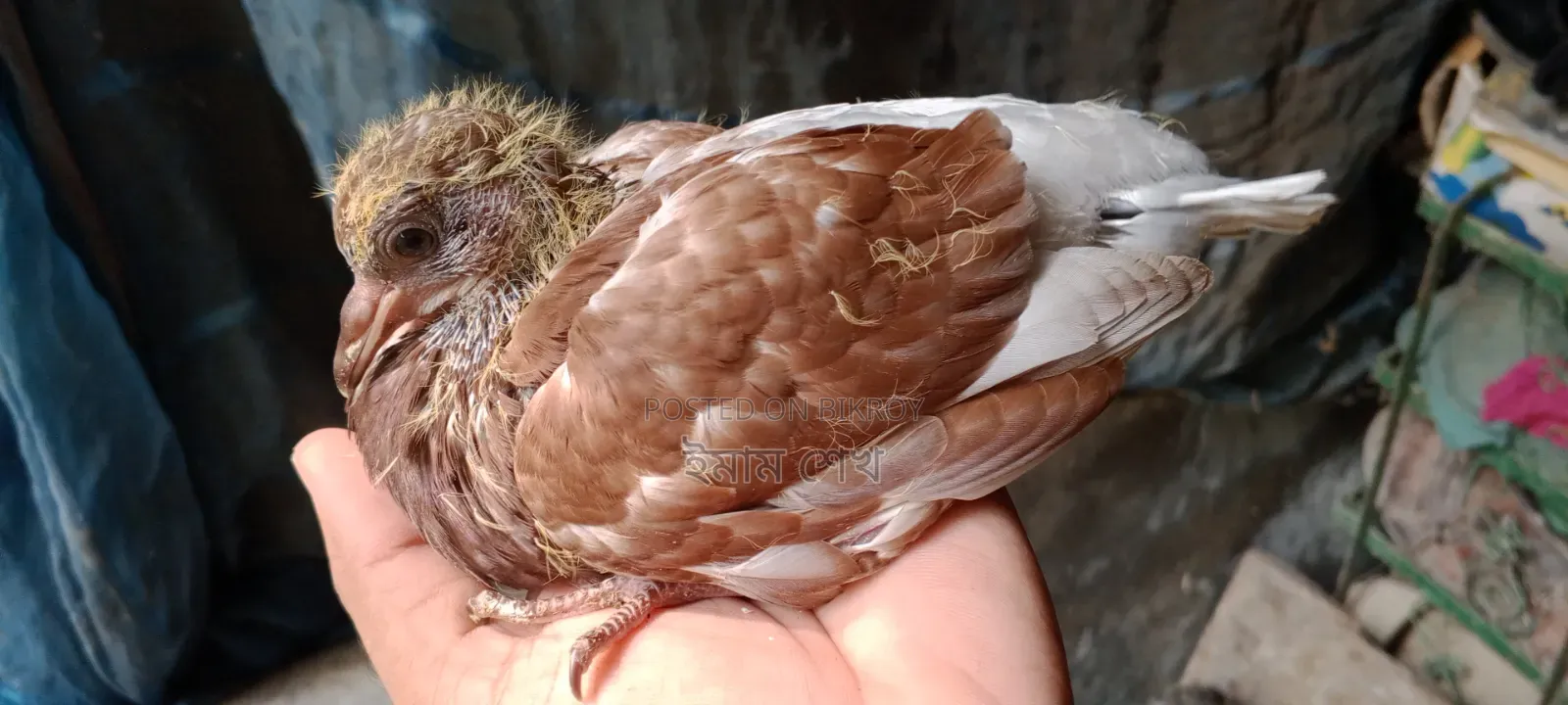 Pigeon squabs ready for eating