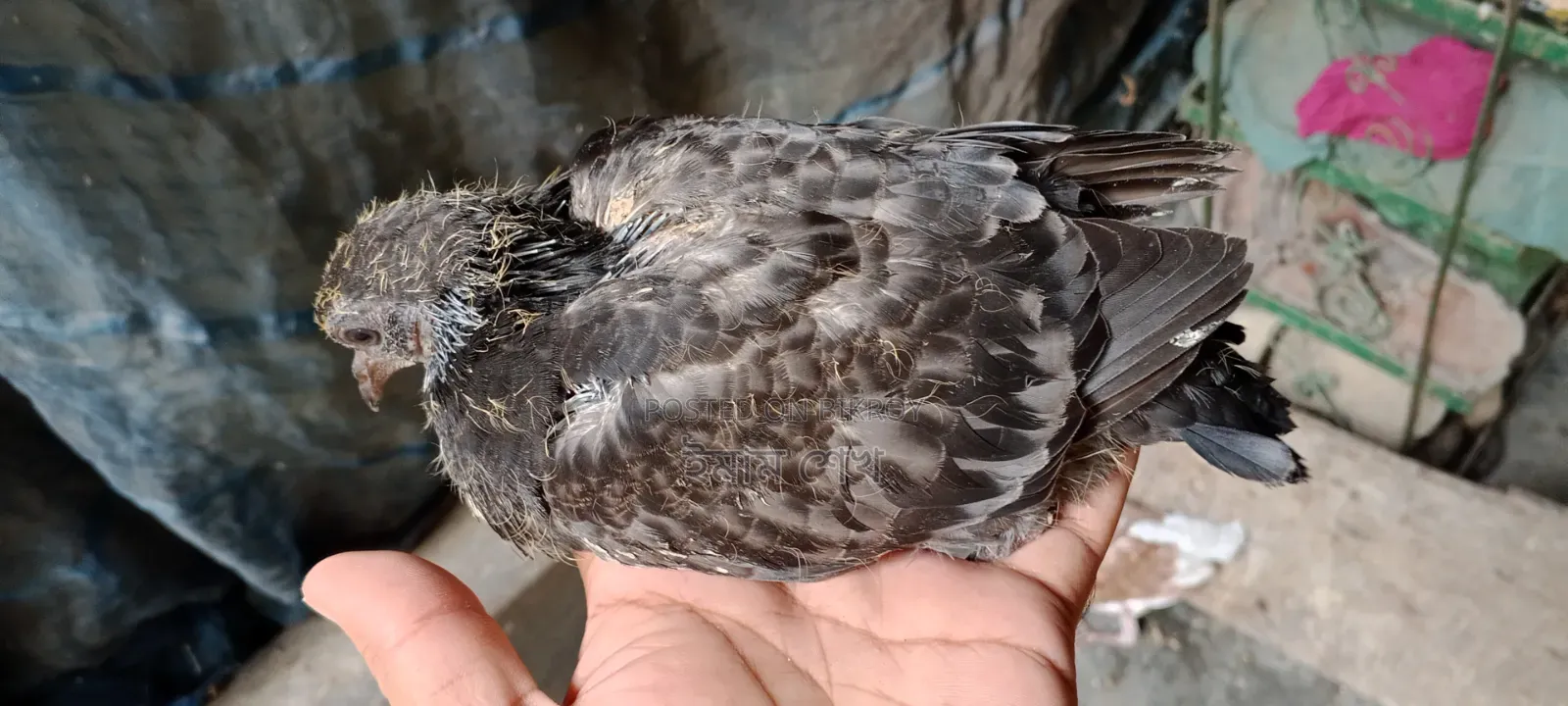 Pigeon squabs ready for eating
