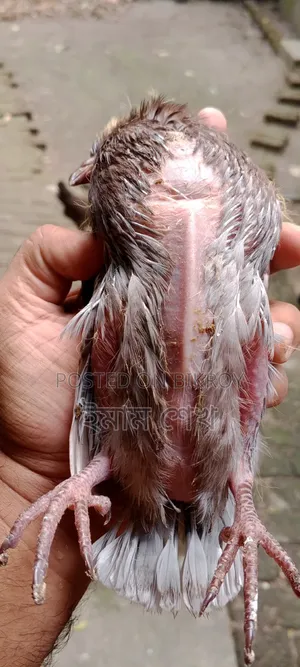 Pigeon squabs ready for eating