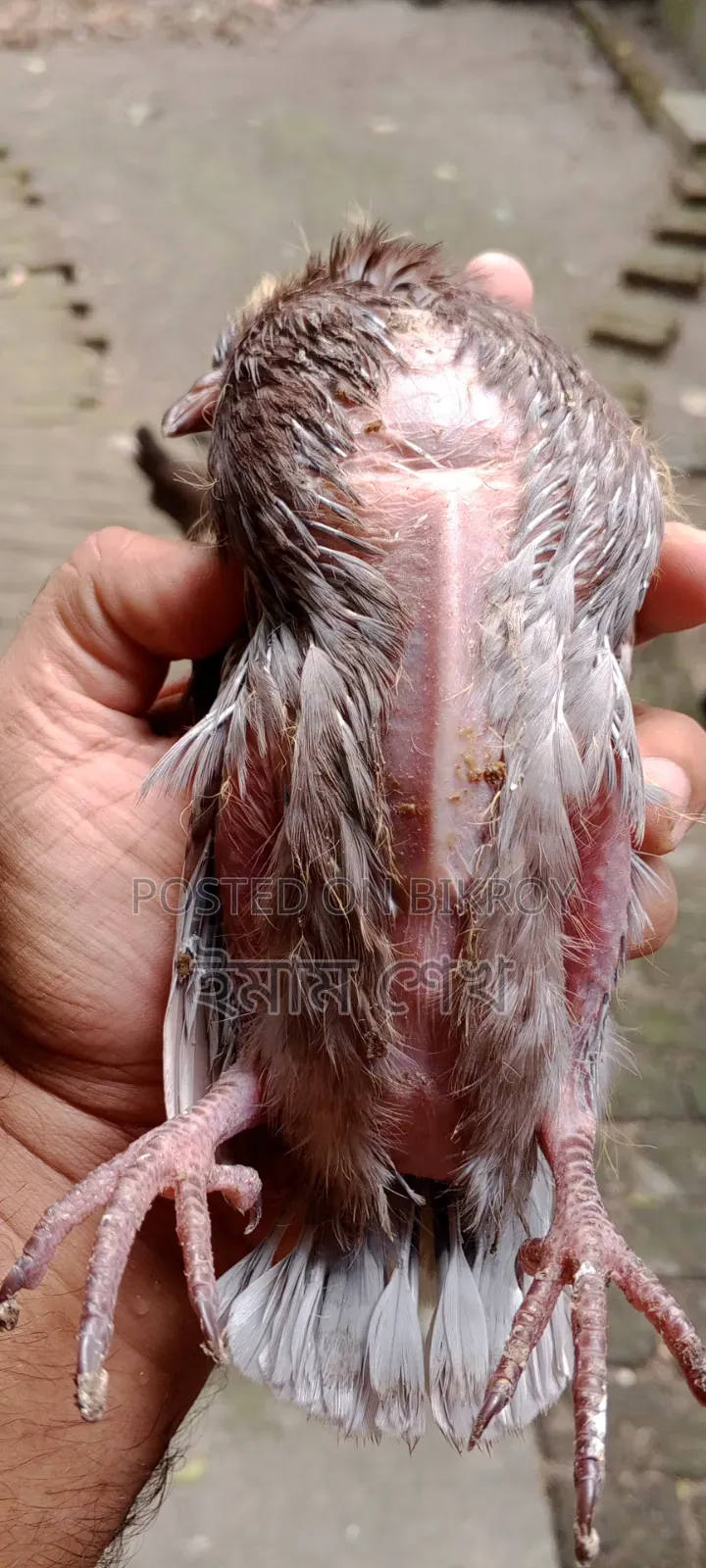 Pigeon squabs ready for eating