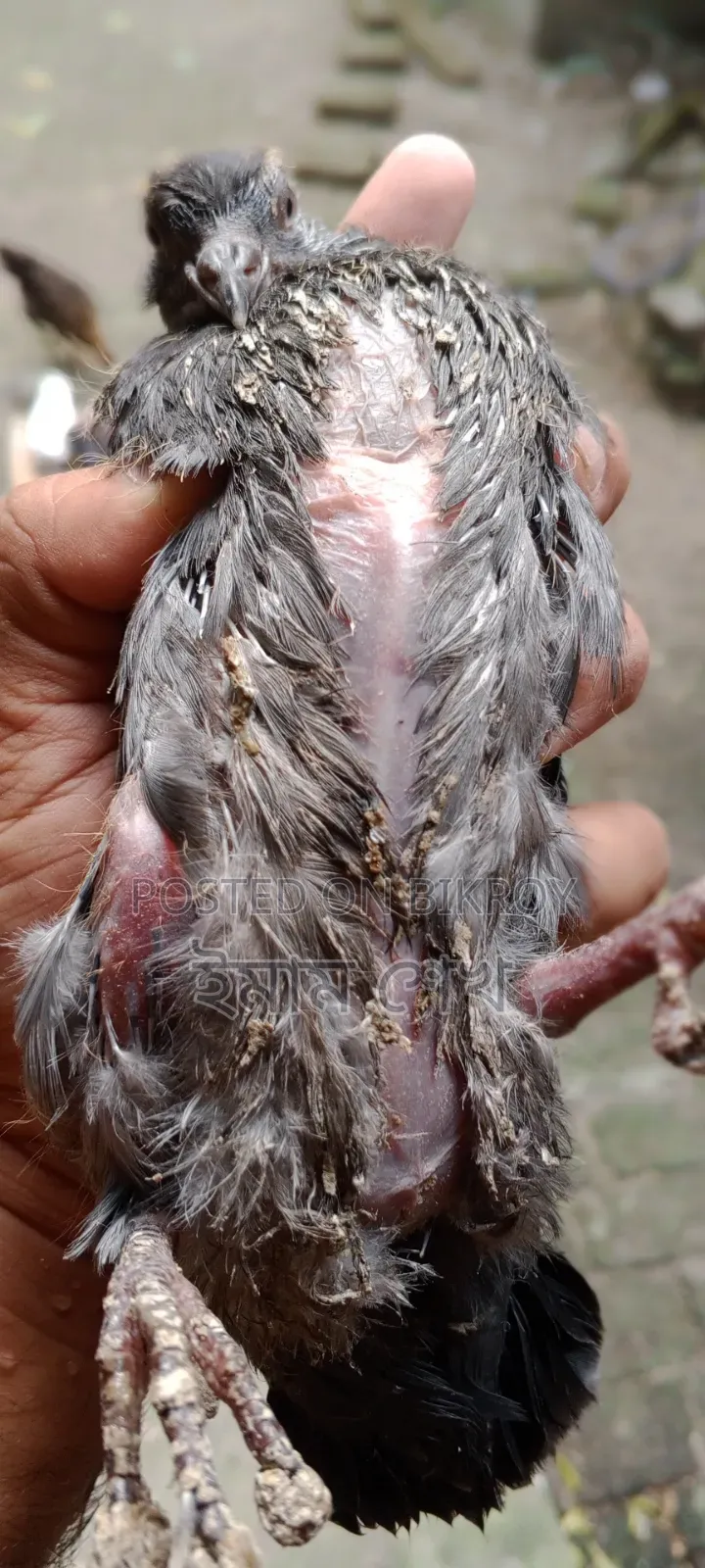 Pigeon squabs ready for eating