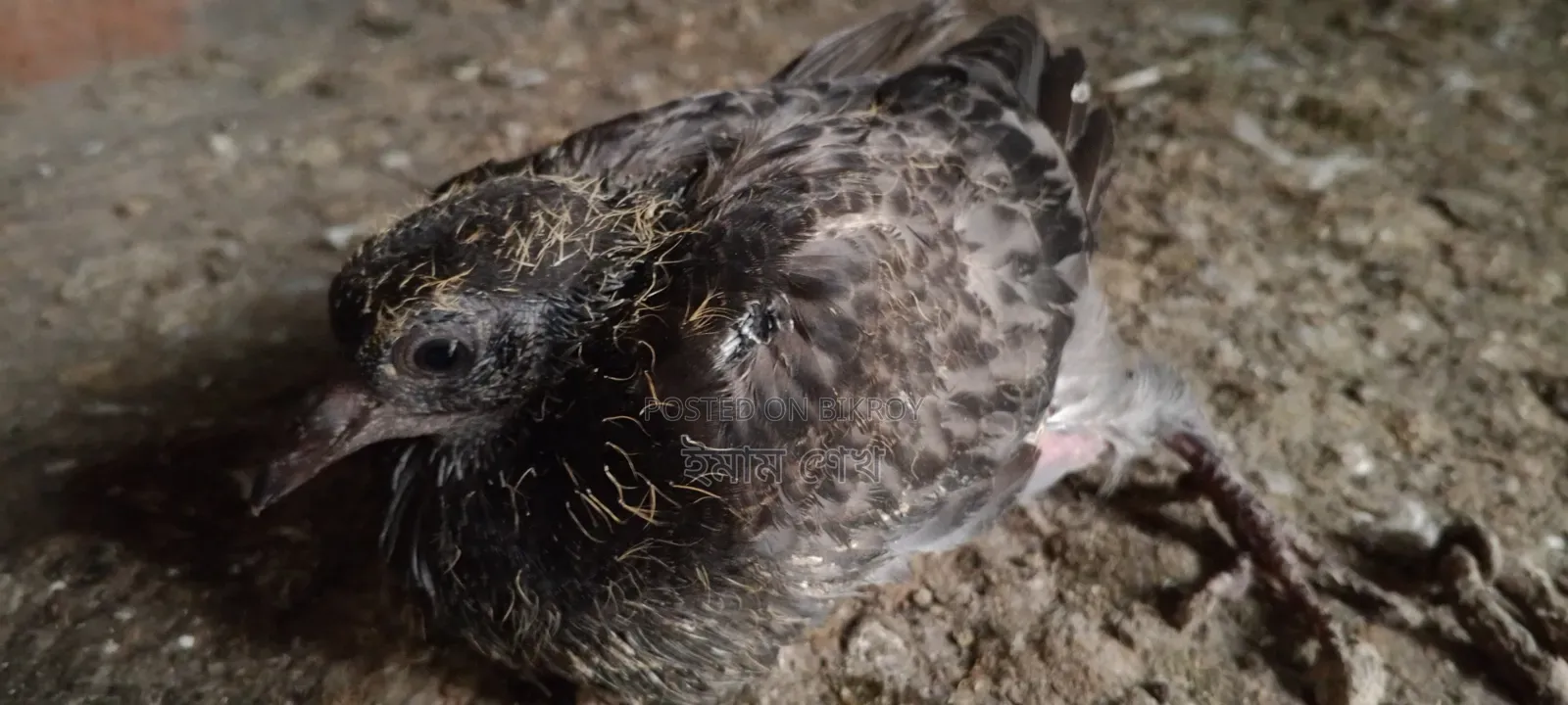 Pigeon squabs ready for eating