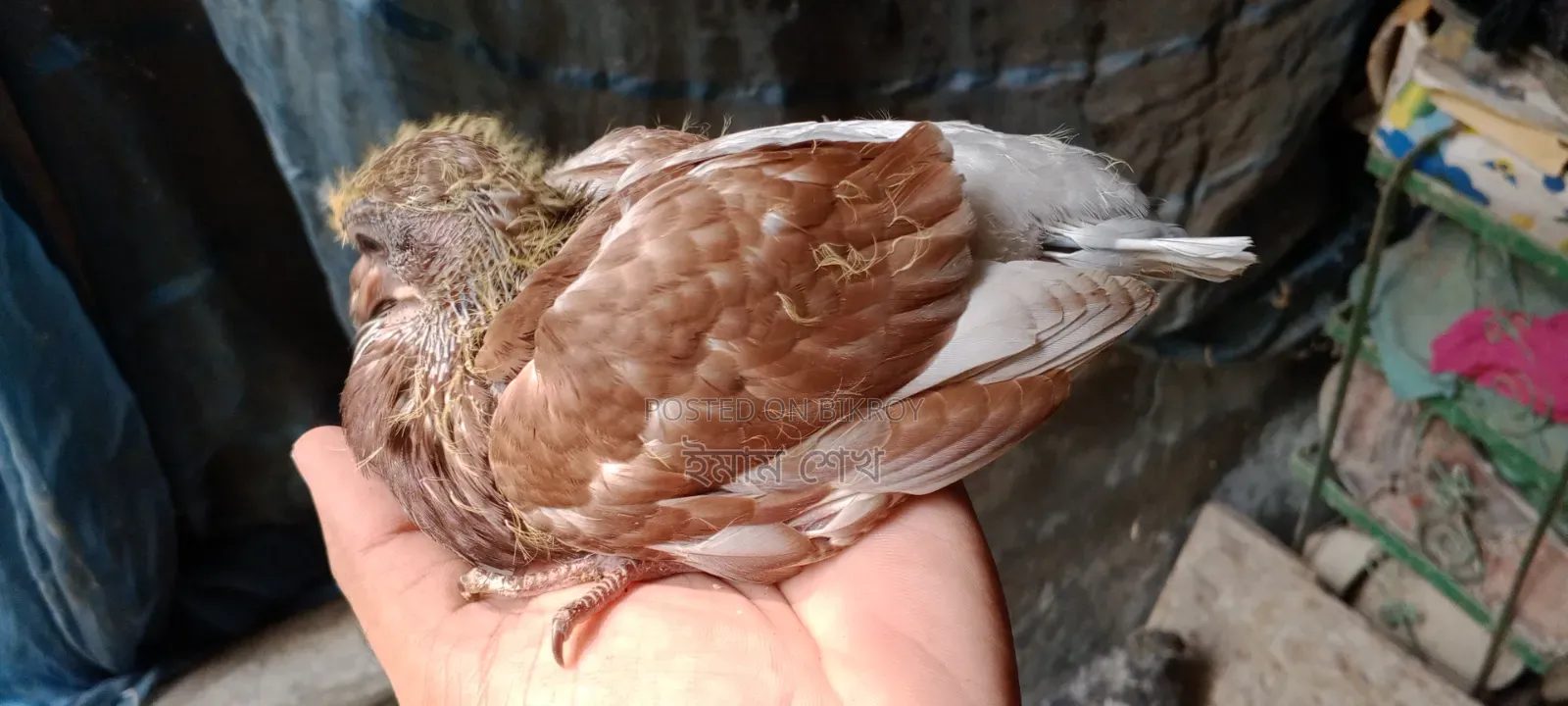 Pigeon squabs ready for eating
