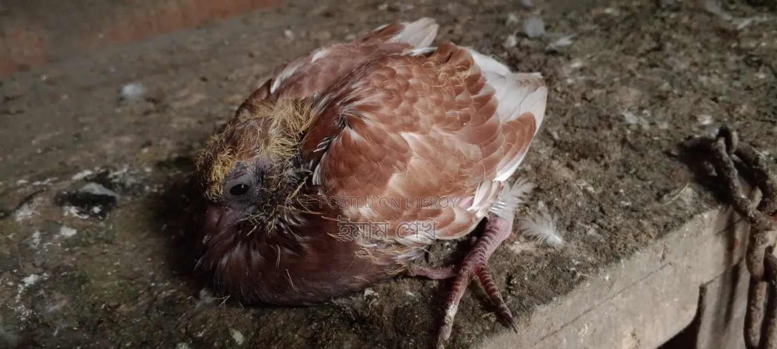 Pigeon squabs ready for eating