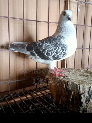 Damachin Ice Checker Female Black Checker Male