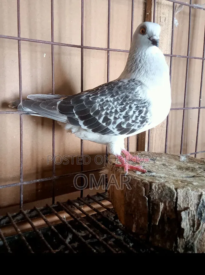 Damachin Ice Checker Female Black Checker Male