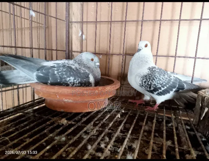 Damachin Ice Checker Female Black Checker Male