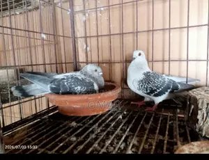 Damachin Ice Checker Female Black Checker Male
