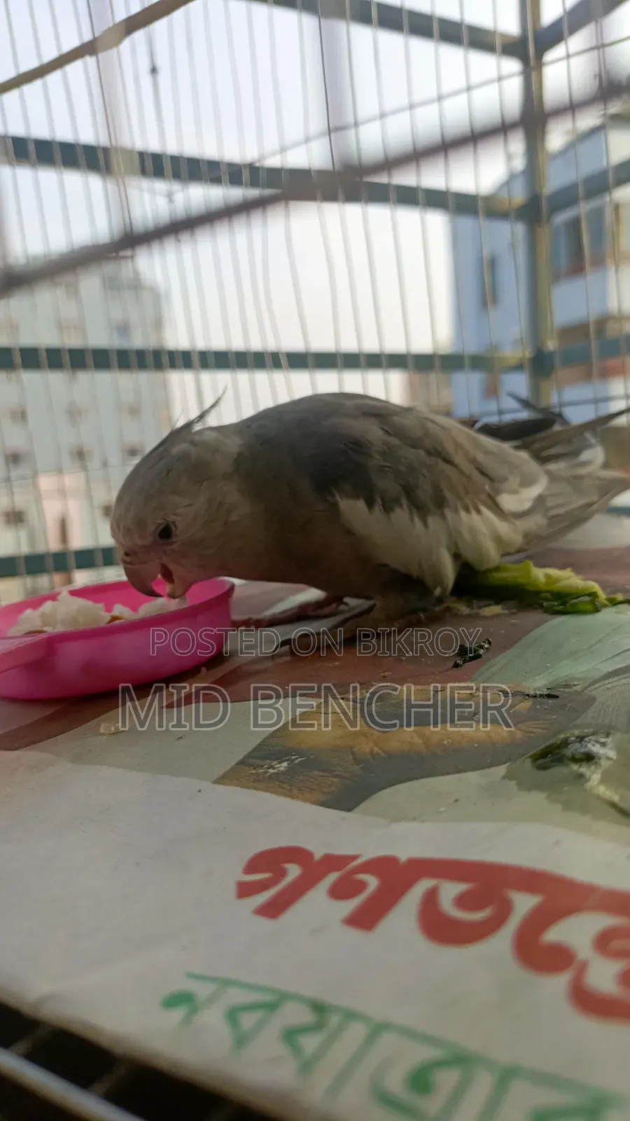 Cockatiel Bird