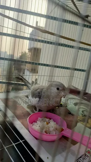 Cockatiel Bird