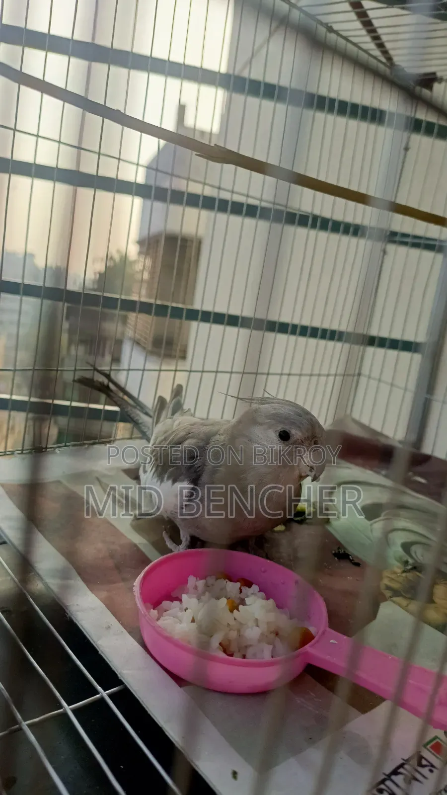 Cockatiel Bird