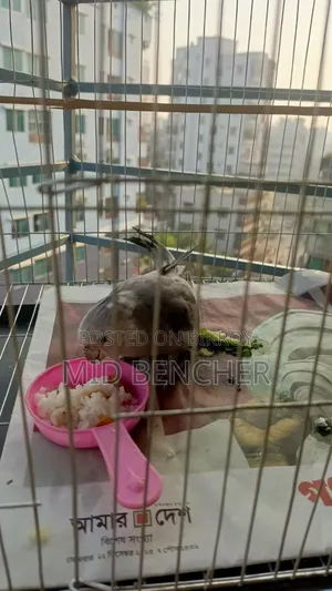 Cockatiel Bird