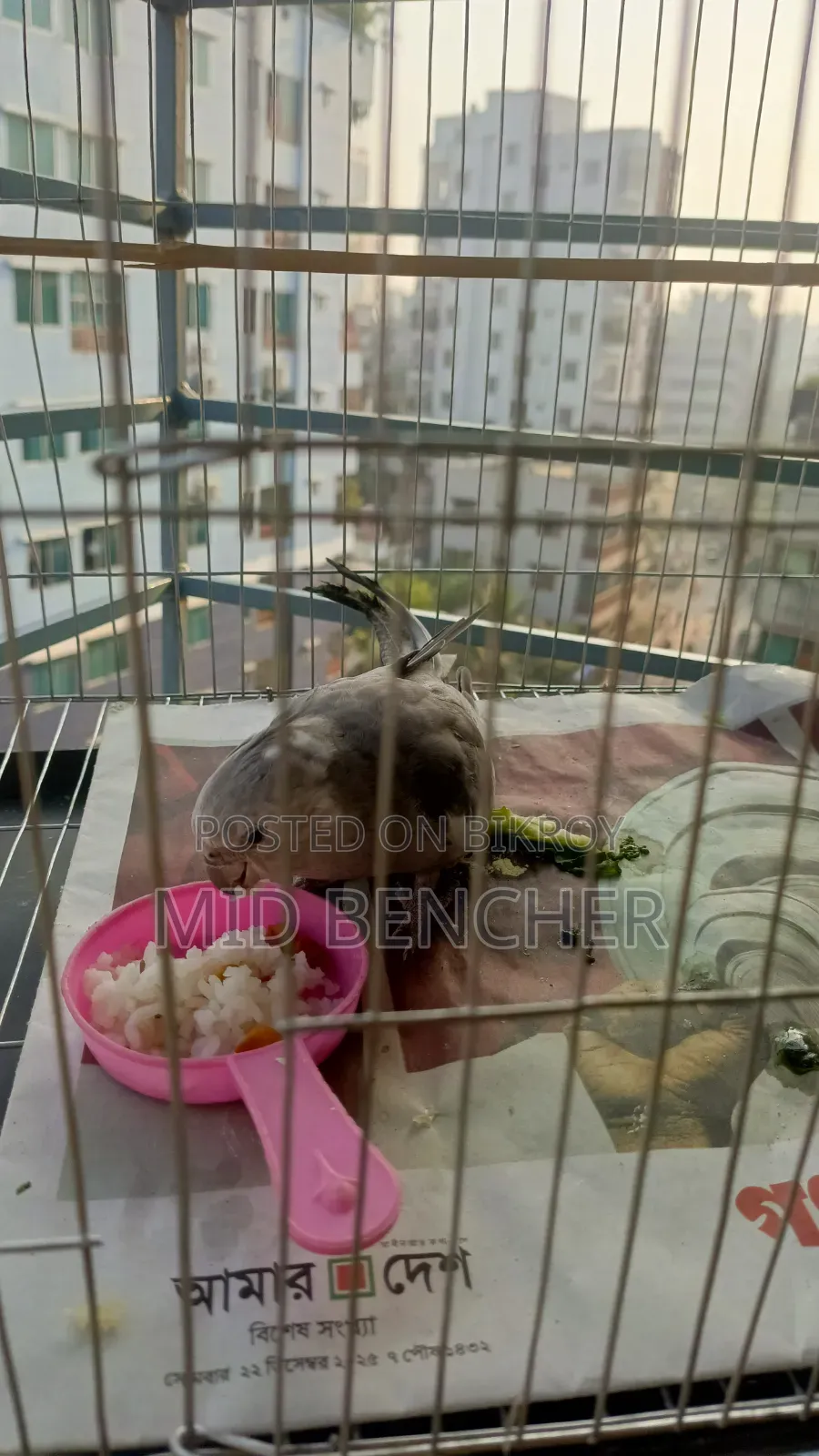 Cockatiel Bird