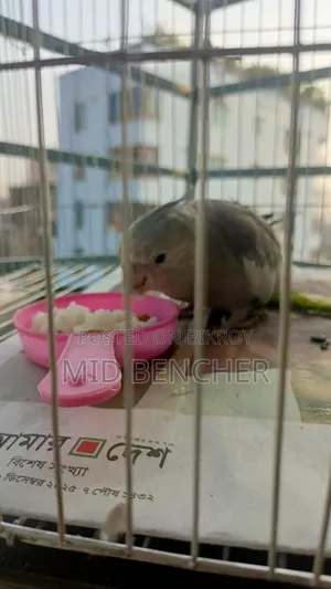 Cockatiel Bird