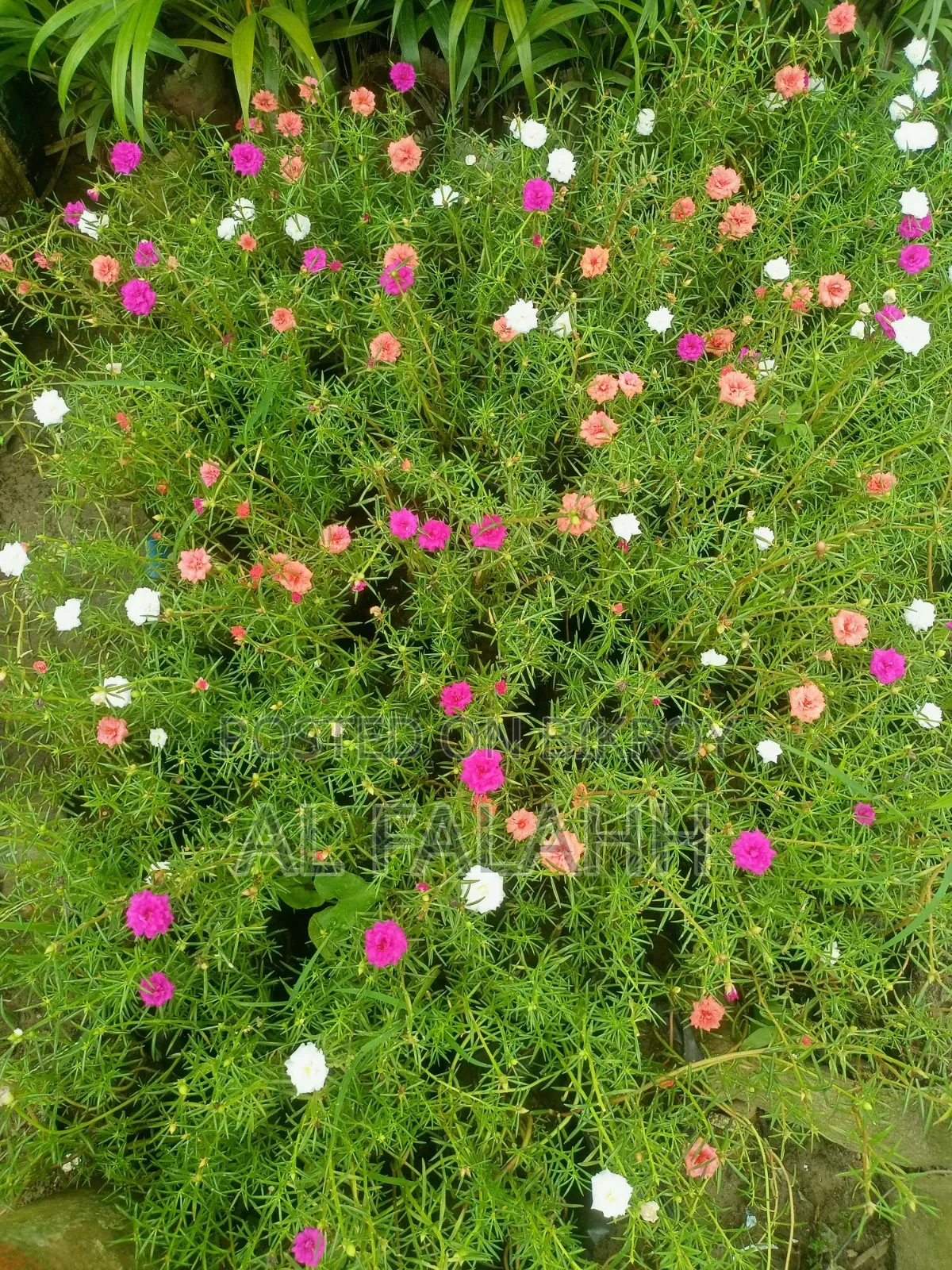 Offer Price on Portulaca Flower Cuttings