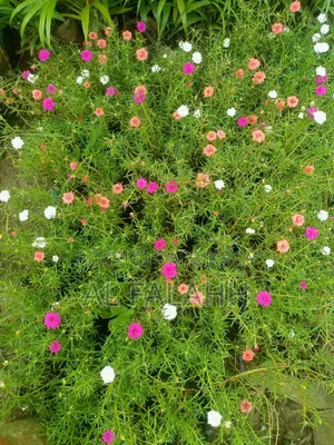 Offer Price on Portulaca Flower Cuttings