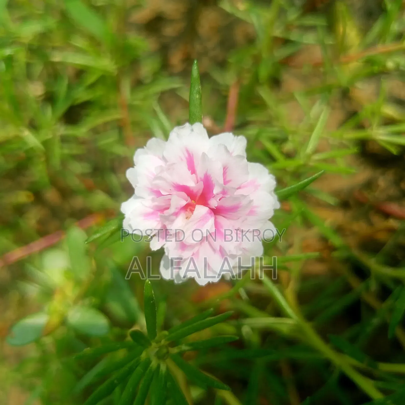 Offer Price on Portulaca Flower Cuttings