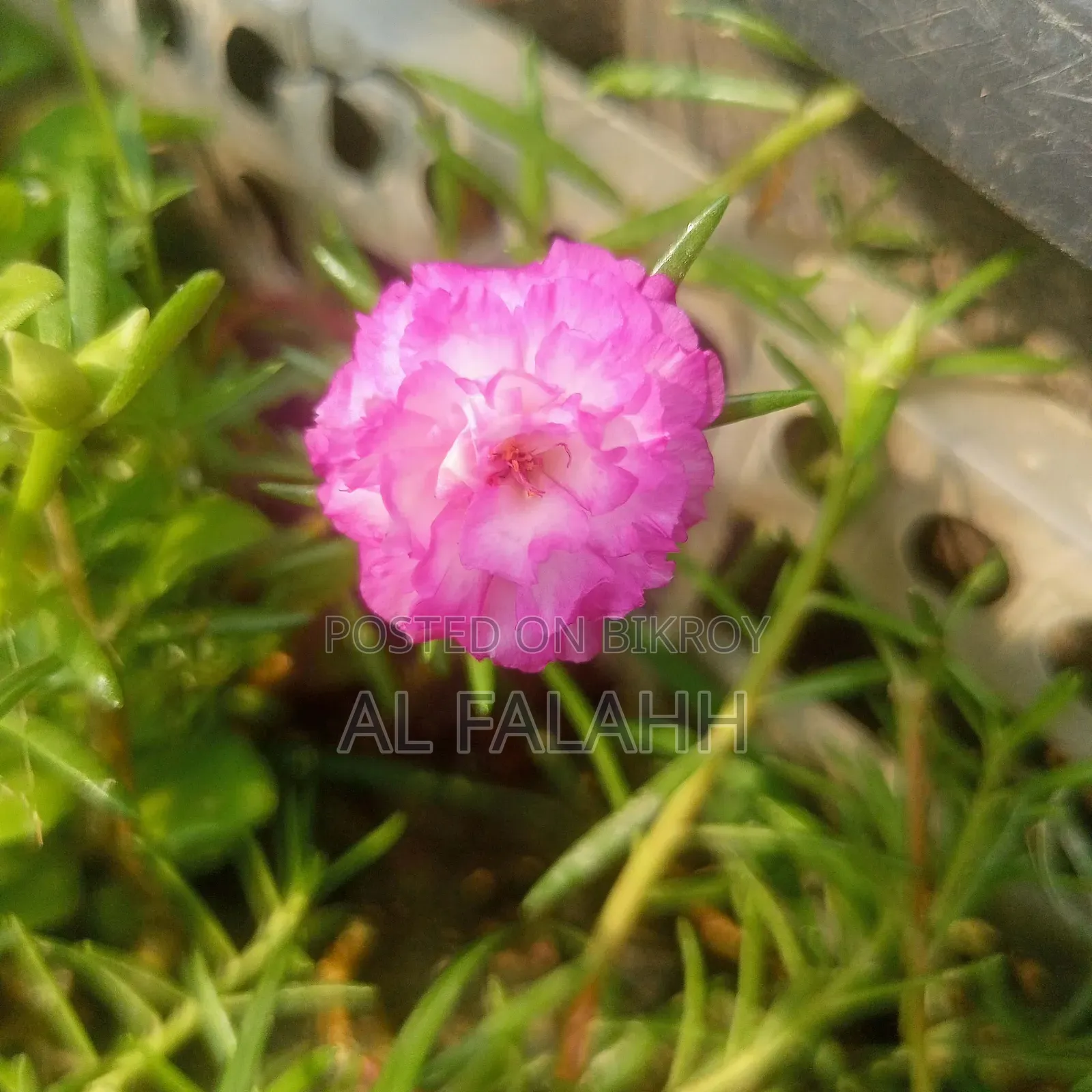Offer Price on Portulaca Flower Cuttings