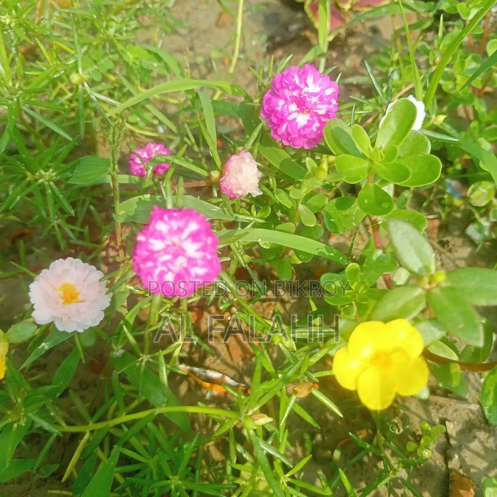 Offer Price on Portulaca Flower Cuttings