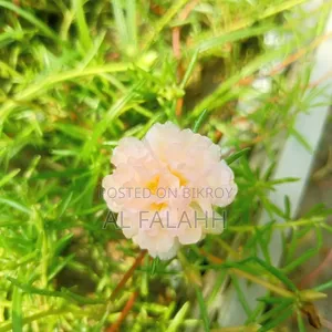 Offer Price on Portulaca Flower Cuttings