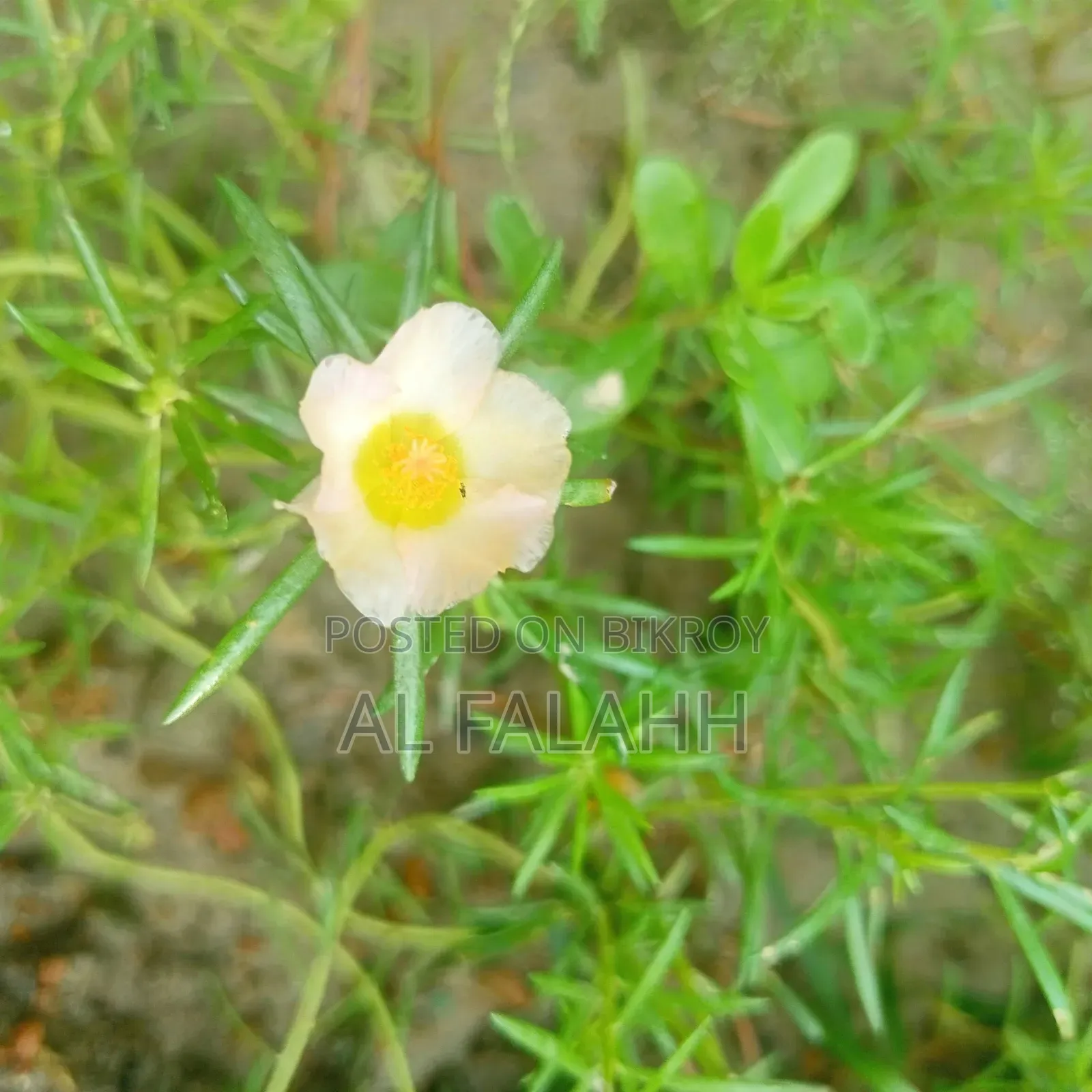 Offer Price on Portulaca Flower Cuttings