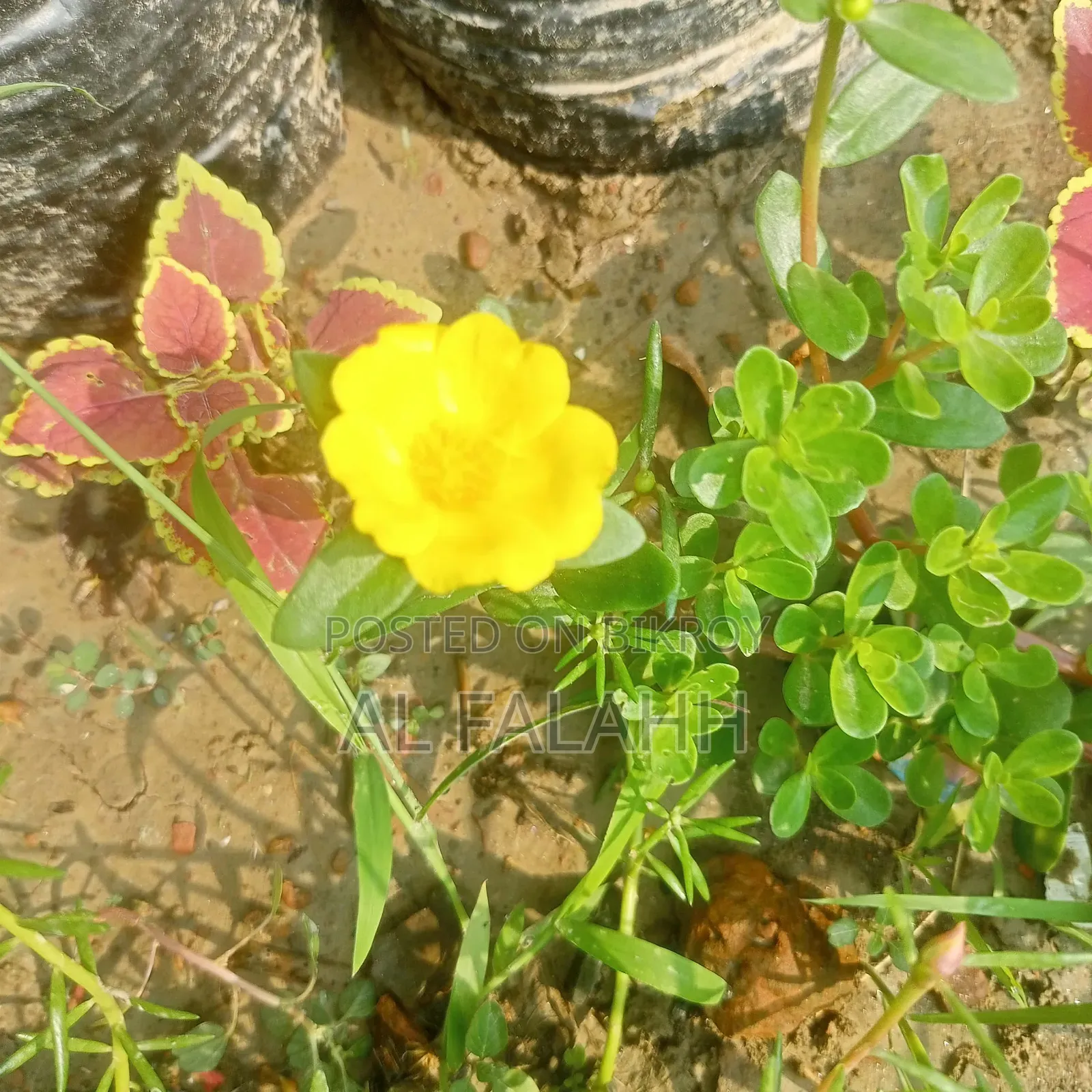 Offer Price on Portulaca Flower Cuttings